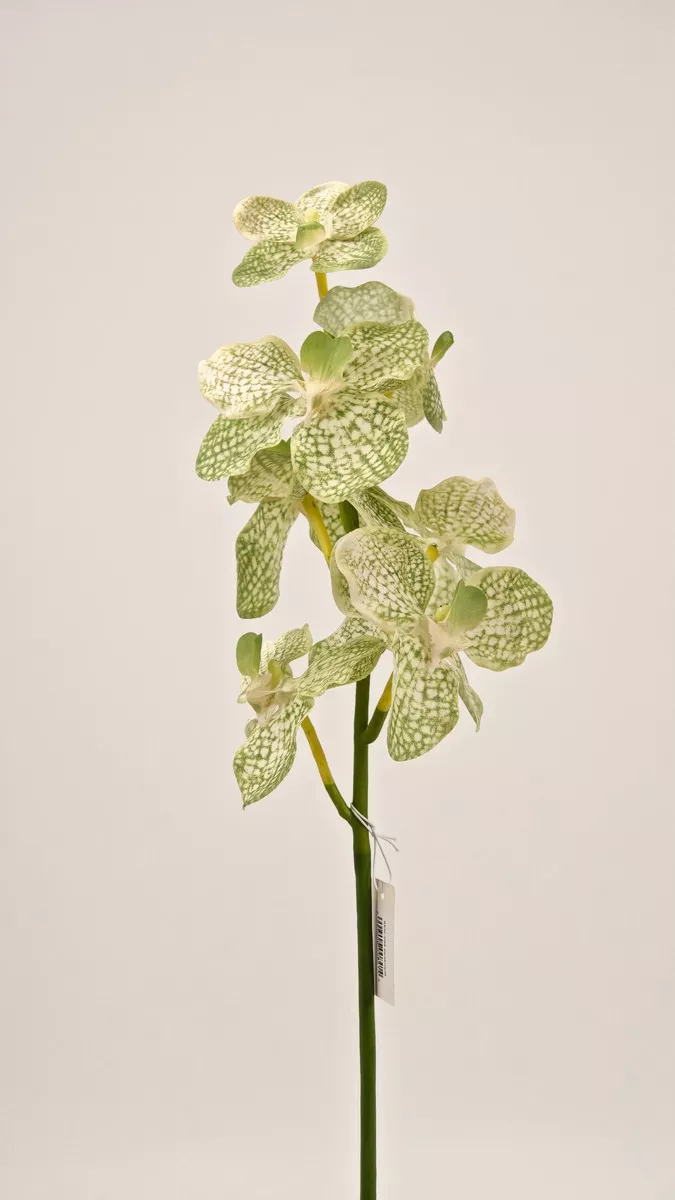 Орхидея REN-204 зеленый   Интернет-магазин Feron Flower 