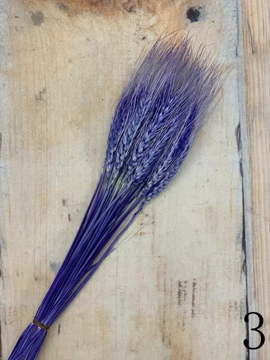 Пшеница 30 веток  Интернет-магазин Feron Flower 