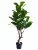 Фикус 9259-1334  Интернет-магазин Feron Flower 