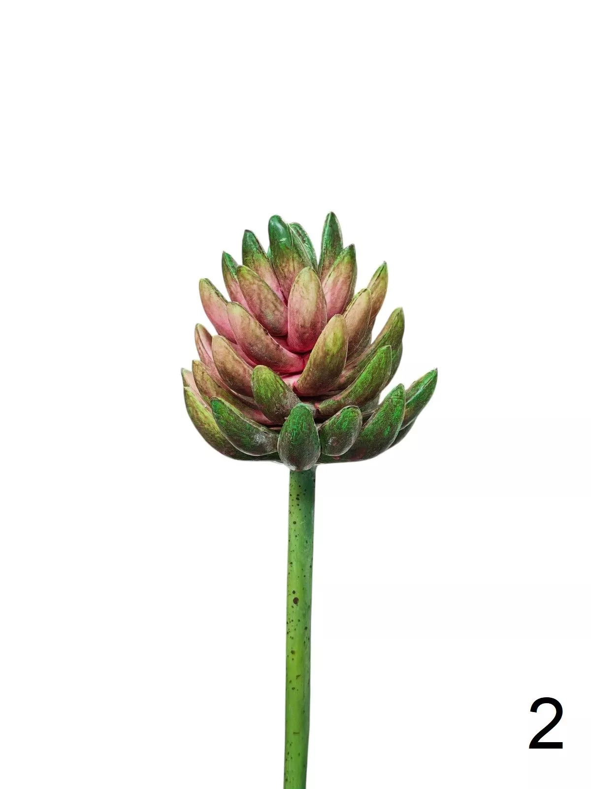 Суккулент 188CAN9680  Интернет-магазин Feron Flower 