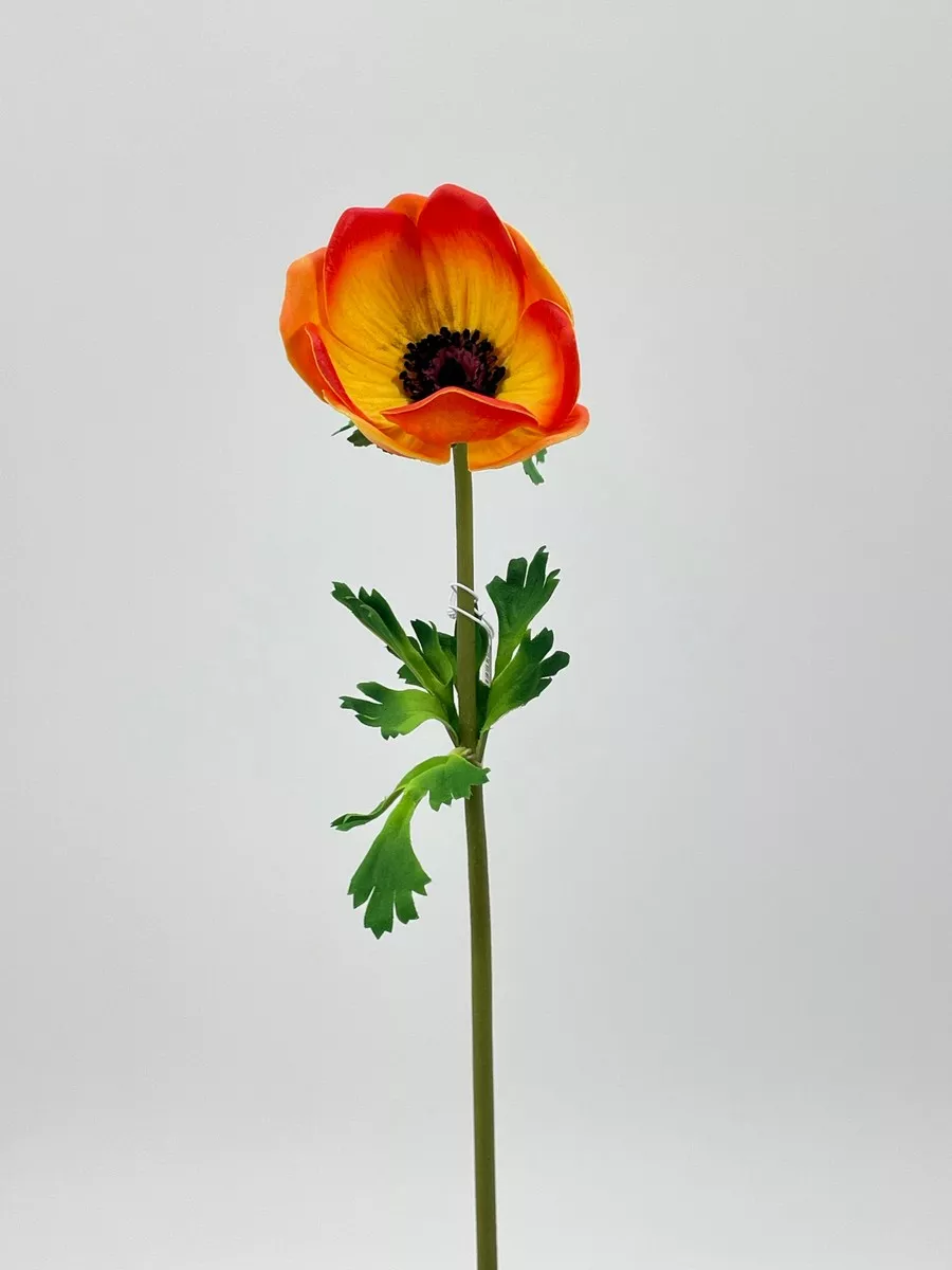 Анемон REN-200 оранжевый   Интернет-магазин Feron Flower 