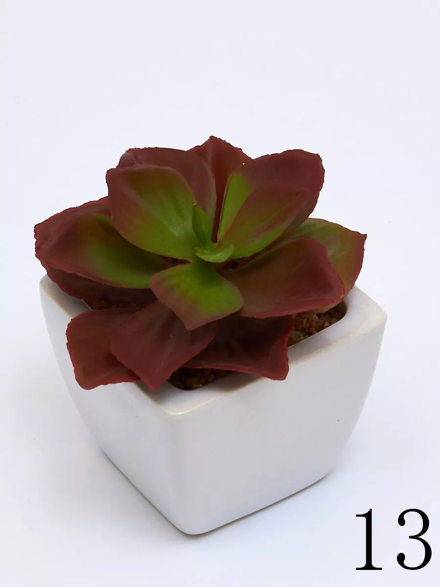 Суккулент ART17776  Интернет-магазин Feron Flower 