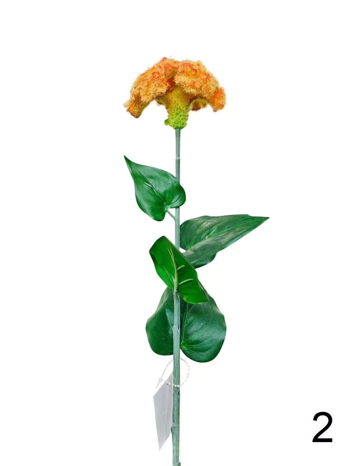 Целозия K03956  Интернет-магазин Feron Flower 