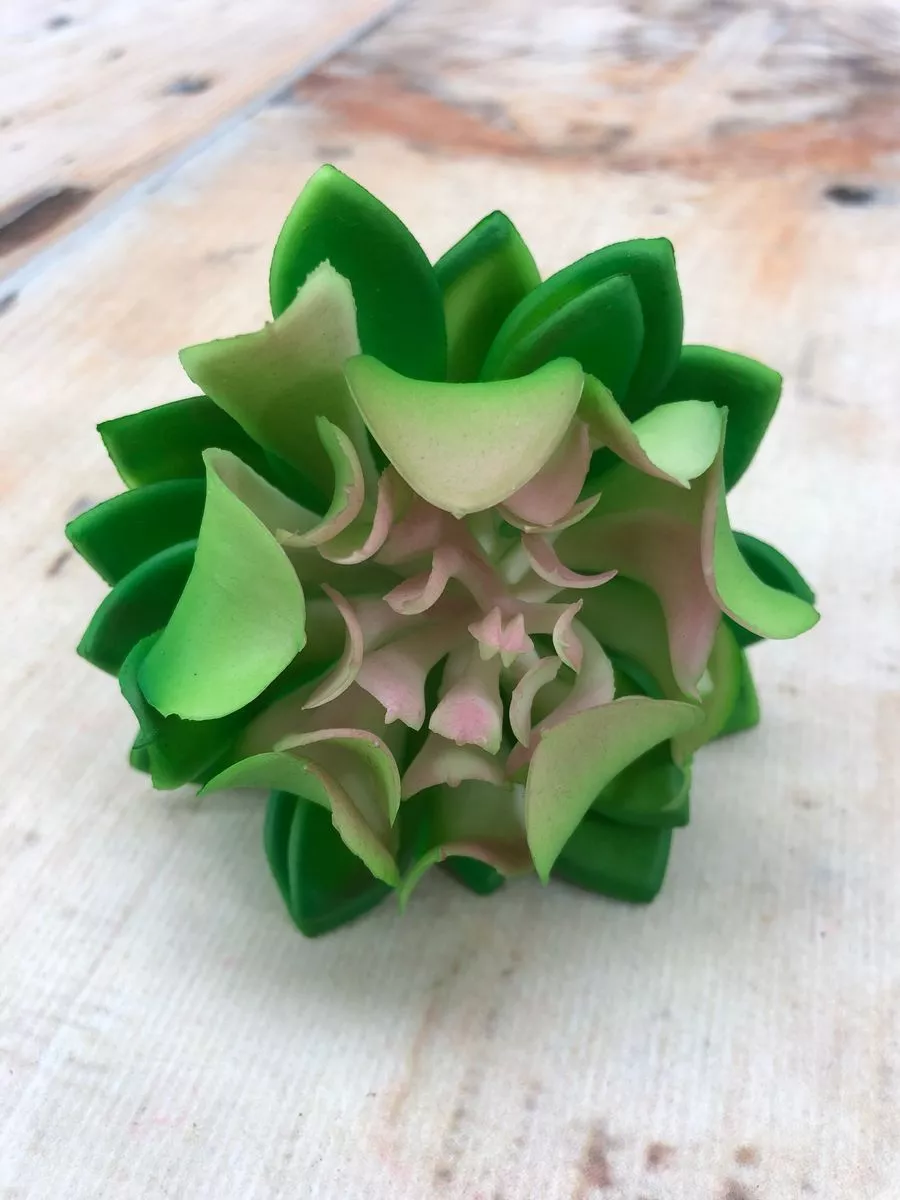 Суккулент 9KW8013  Интернет-магазин Feron Flower 