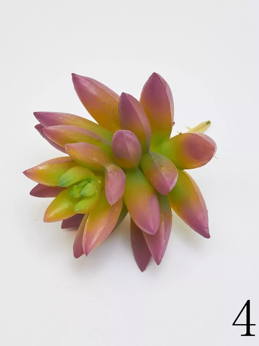 Суккулент YD237  Интернет-магазин Feron Flower 
