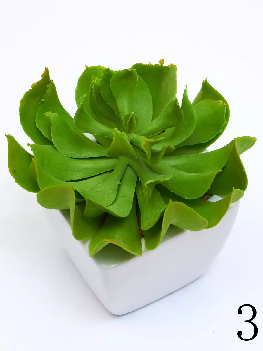 Суккулент ART17771  Интернет-магазин Feron Flower 