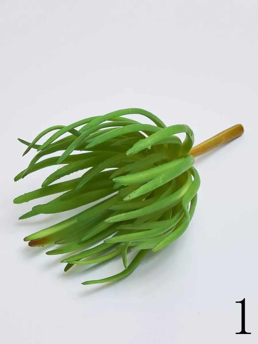 Суккулент YD206  Интернет-магазин Feron Flower 