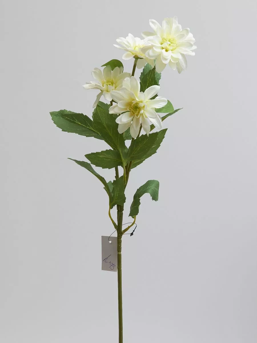 Хризантема SUN669  Интернет-магазин Feron Flower 