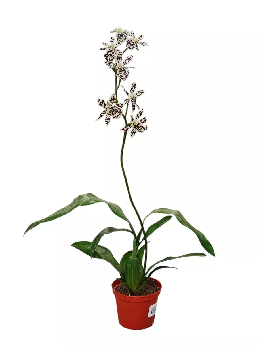 Орхидея 5624  Интернет-магазин Feron Flower 