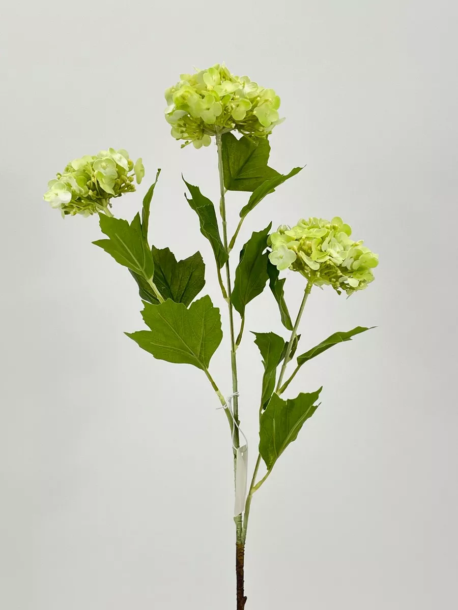 Вибурнум REN-216 зеленый  Интернет-магазин Feron Flower 
