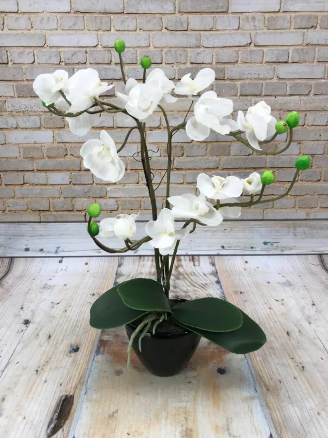 Орхидея в горшке 120CAN64752  Интернет-магазин Feron Flower 