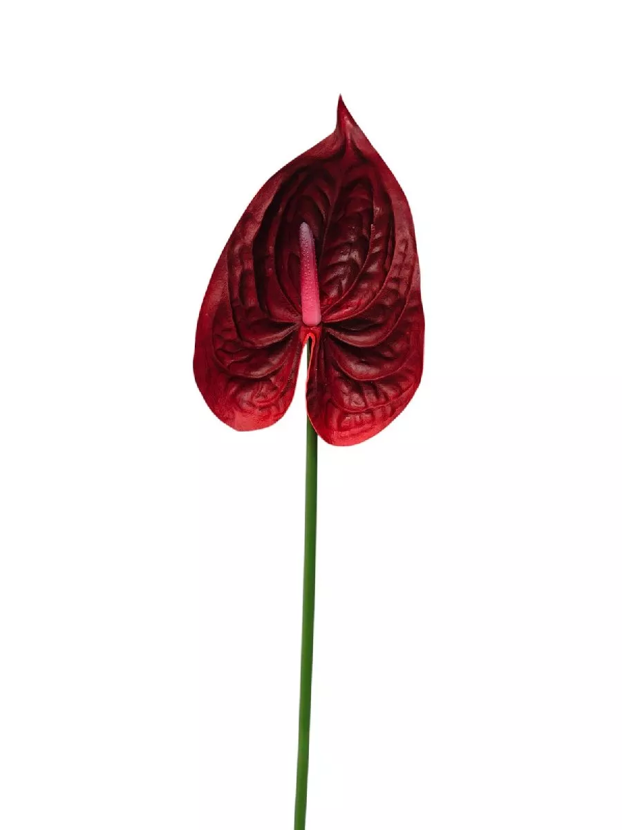 Антуриум REN-208 красный   Интернет-магазин Feron Flower 