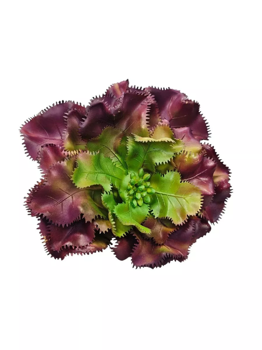 Суккулент ART17789  Интернет-магазин Feron Flower 