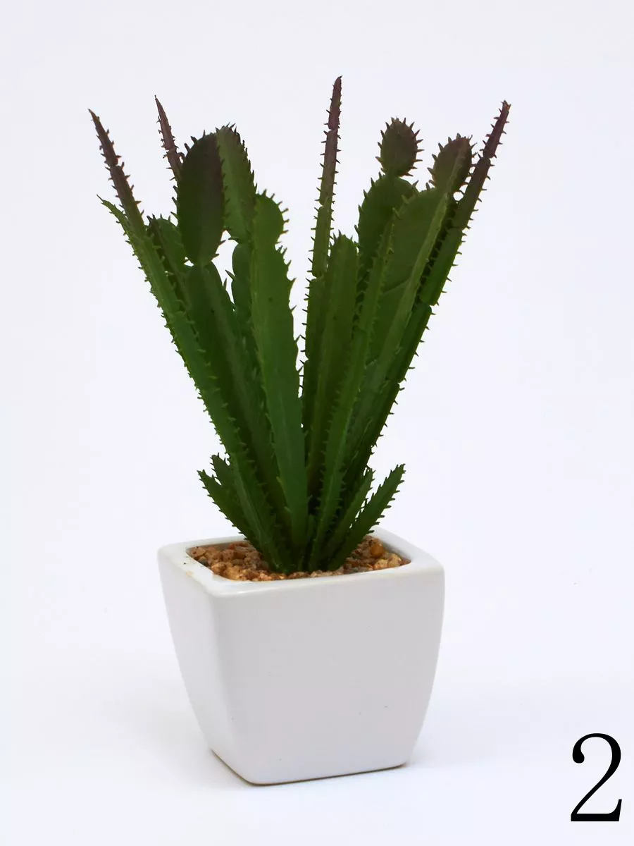 Суккулент ART17769  Интернет-магазин Feron Flower 