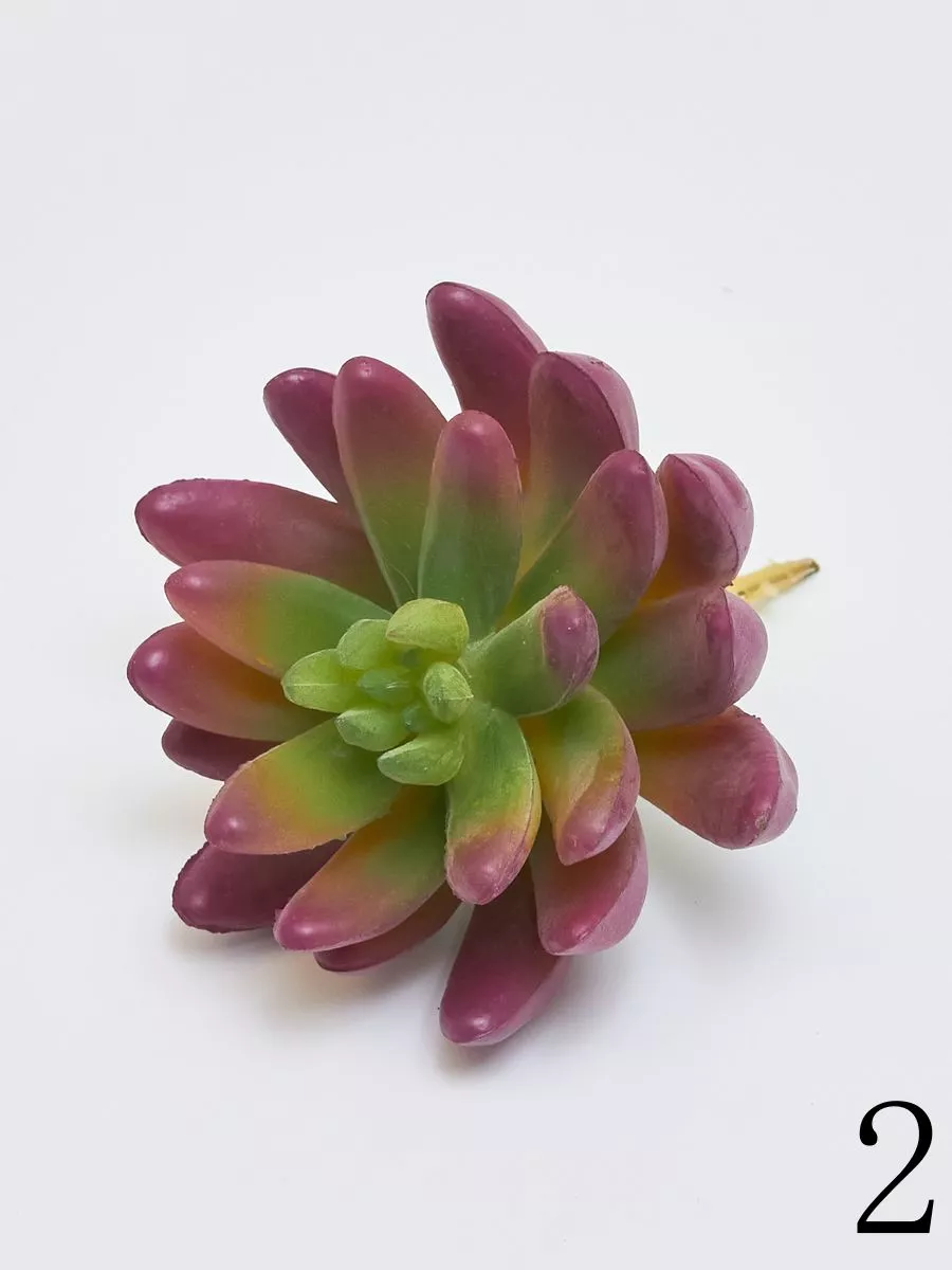 Суккулент YD236  Интернет-магазин Feron Flower 
