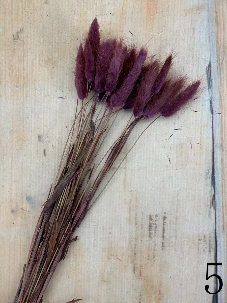 Лагурус 30 веток MIX  Интернет-магазин Feron Flower 