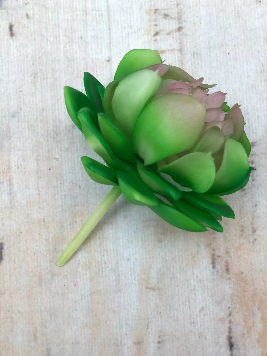 Суккулент 9KW8013  Интернет-магазин Feron Flower 