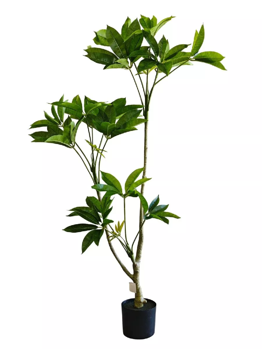 Шеффлера 9259-1333  Интернет-магазин Feron Flower 