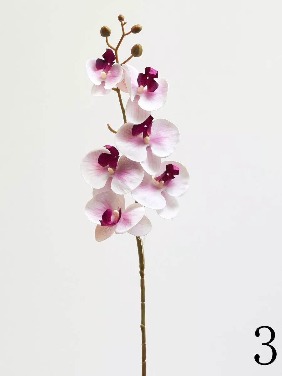 Орхидея 210157  Интернет-магазин Feron Flower 