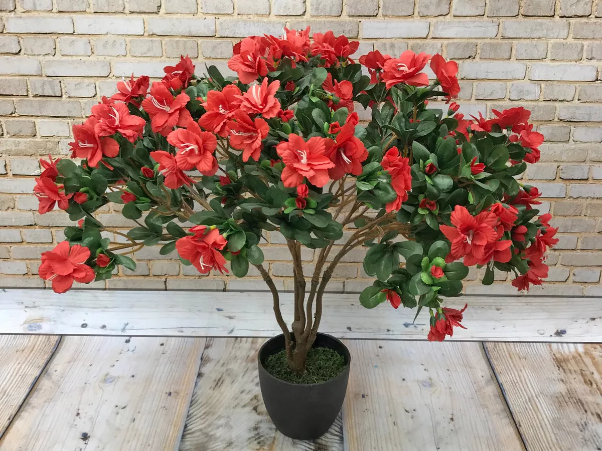 Азалия в горшке AN23035  Интернет-магазин Feron Flower 