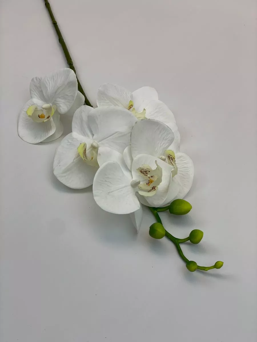 Орхидея MST1603  Интернет-магазин Feron Flower 