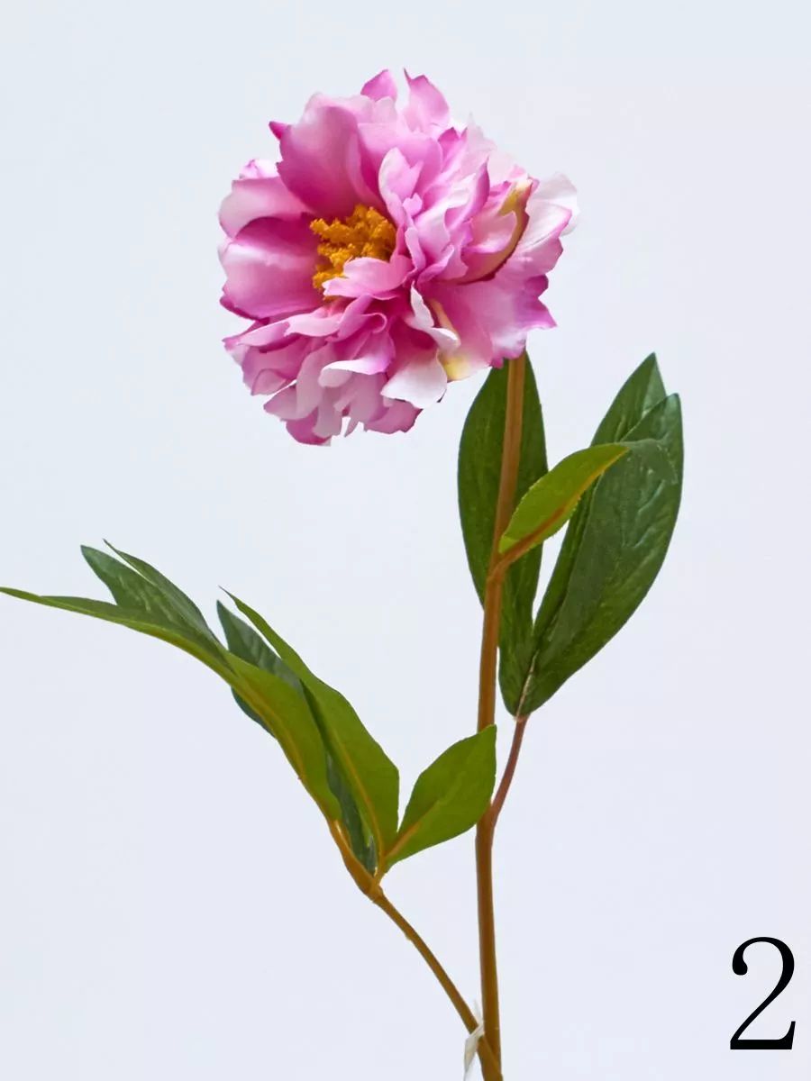 Пион 1100529  Интернет-магазин Feron Flower 