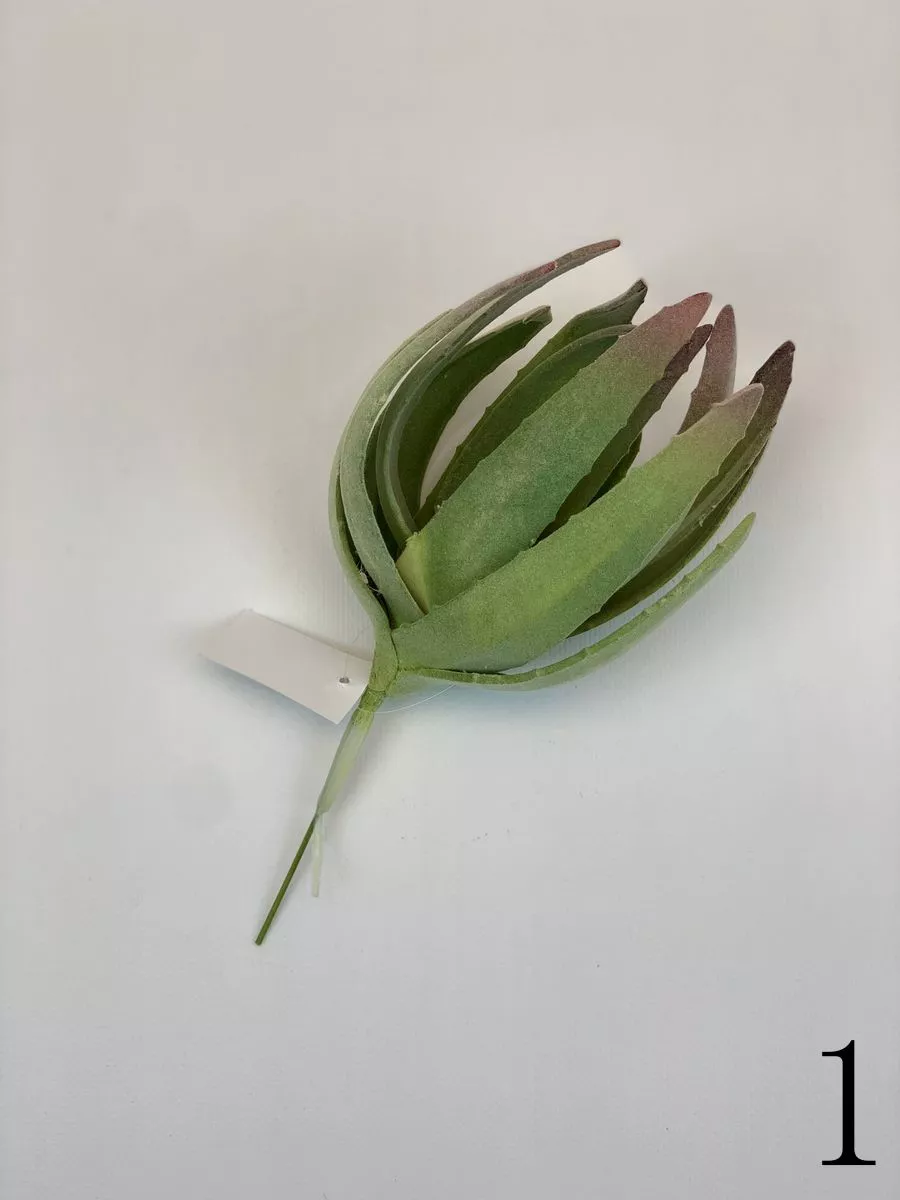 Суккулент YD225  Интернет-магазин Feron Flower 