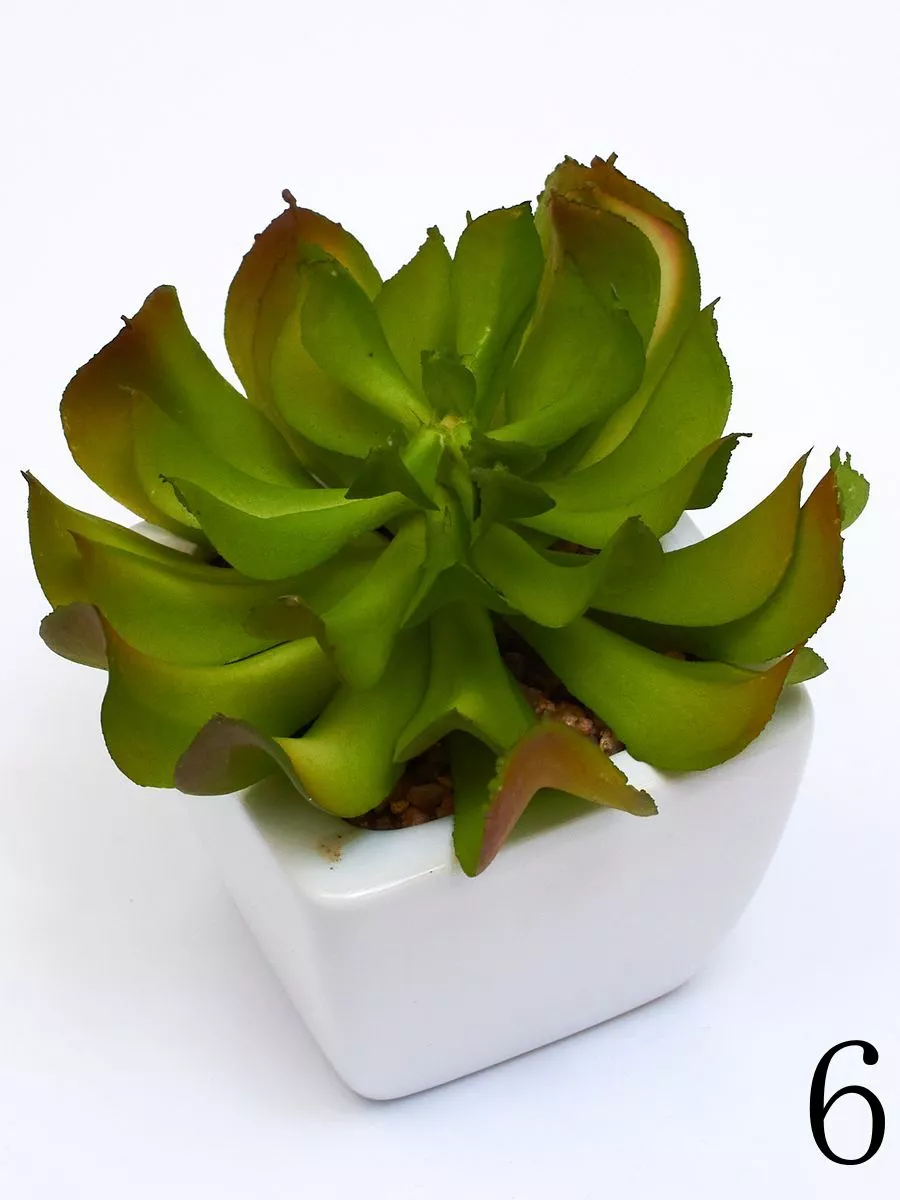 Суккулент ART17771  Интернет-магазин Feron Flower 