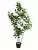 Фикус 9259-1335  Интернет-магазин Feron Flower 