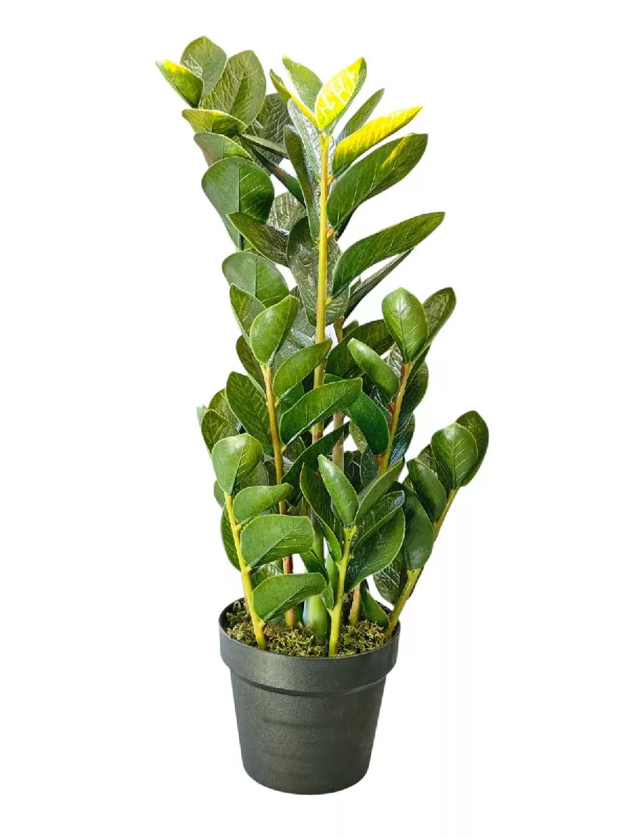 Замиокулькас 9259-1342  Интернет-магазин Feron Flower 