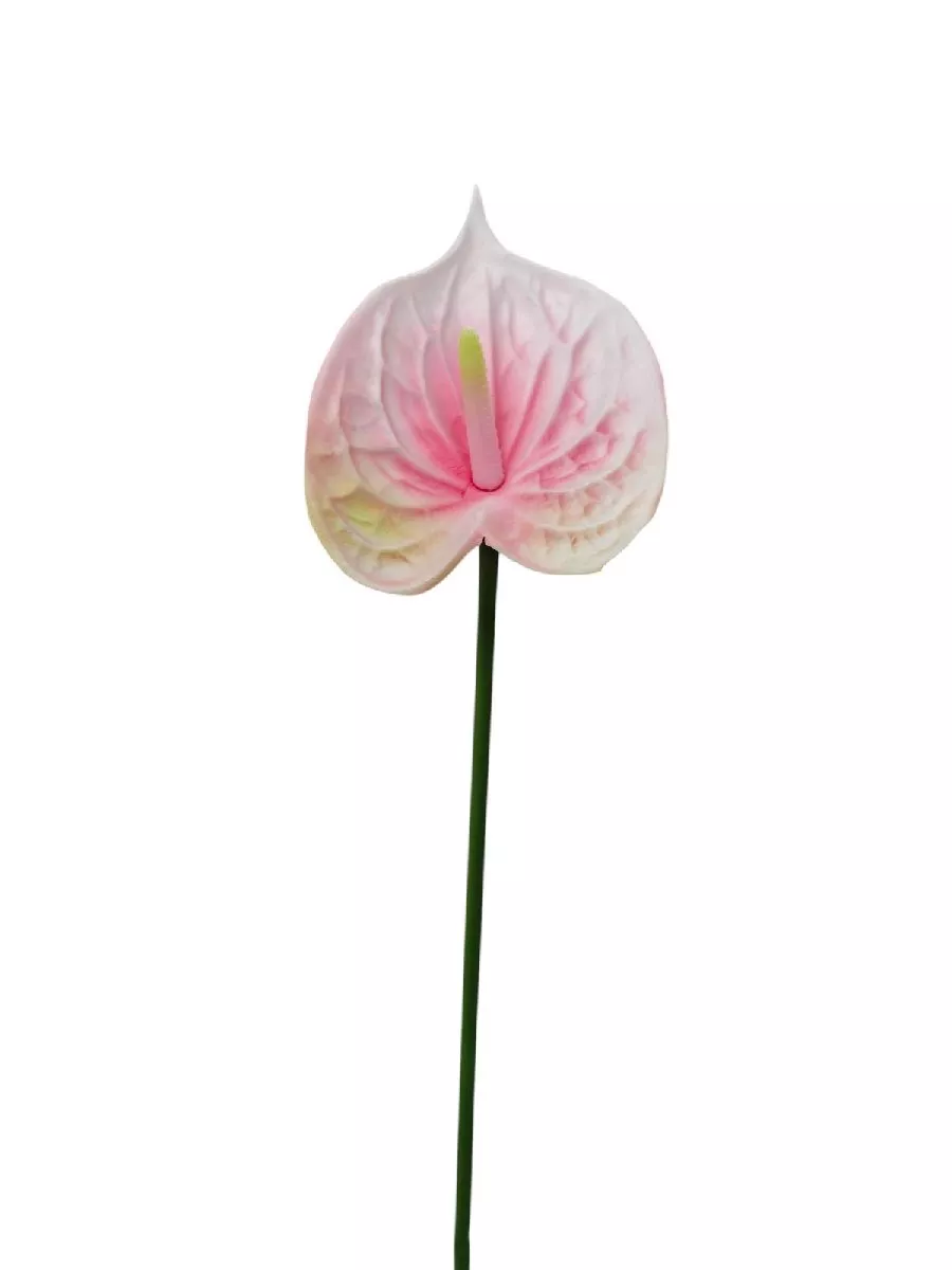 Антуриум REN-257 розовый  Интернет-магазин Feron Flower 