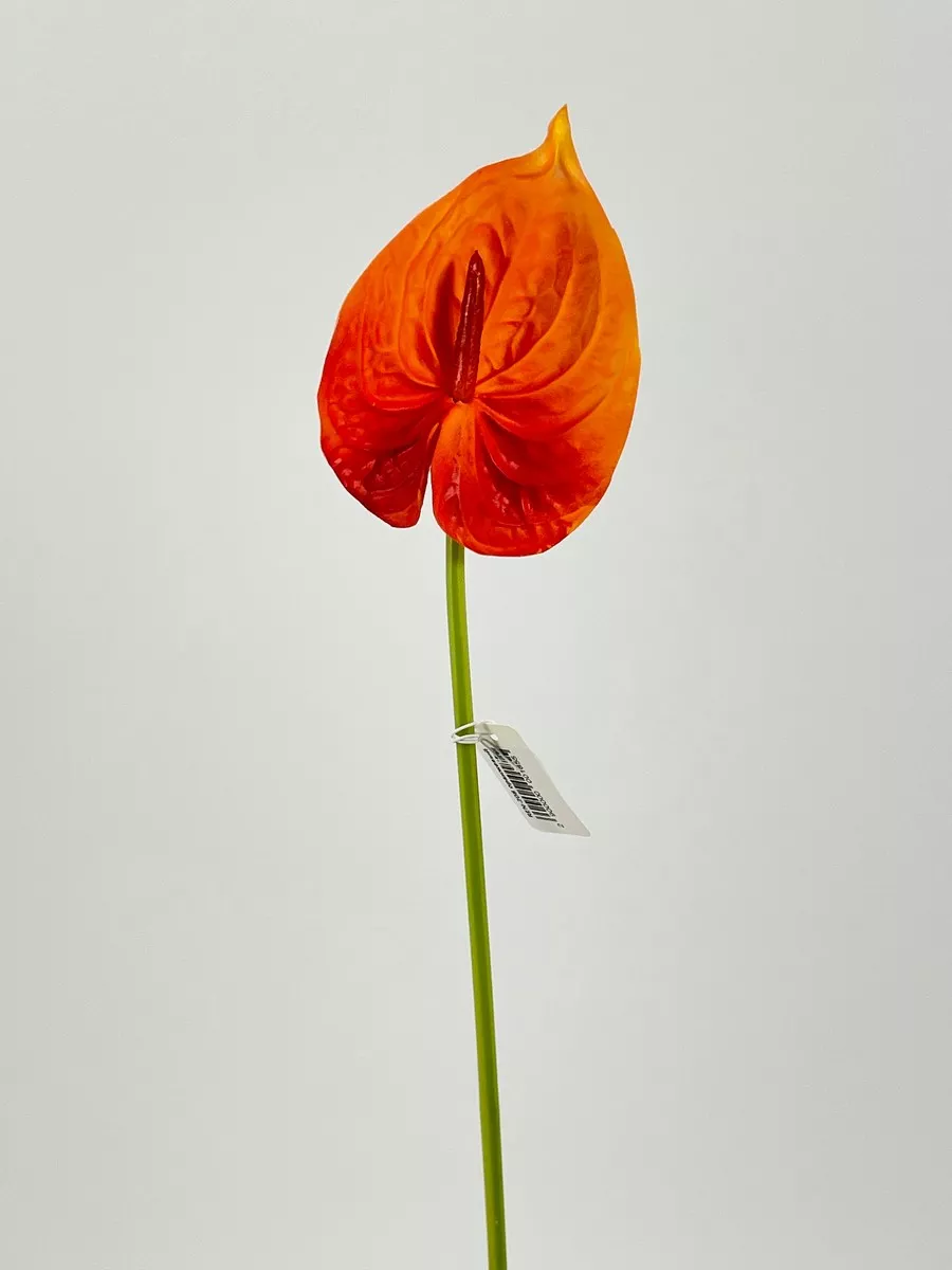 Антуриум REN-208 оранжевый   Интернет-магазин Feron Flower 