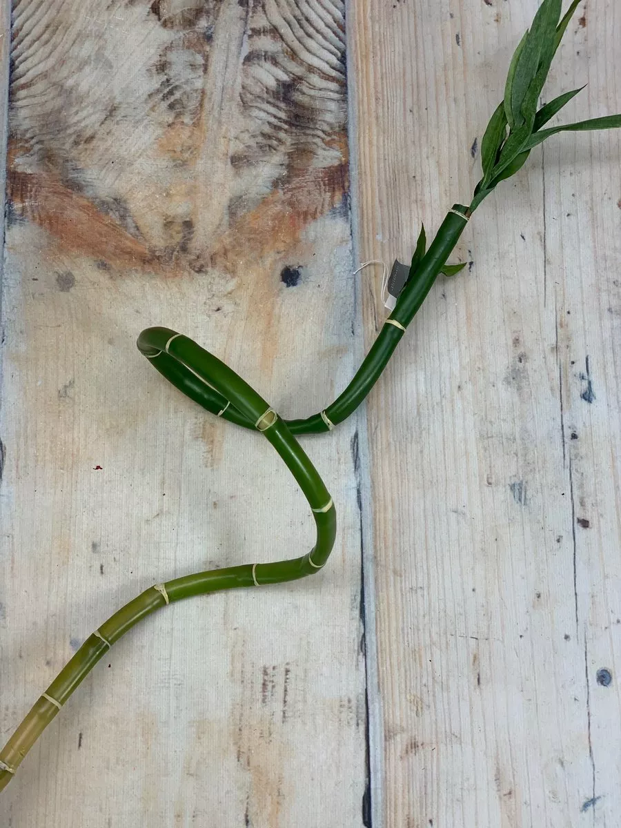 Бамбук 19259  Интернет-магазин Feron Flower 