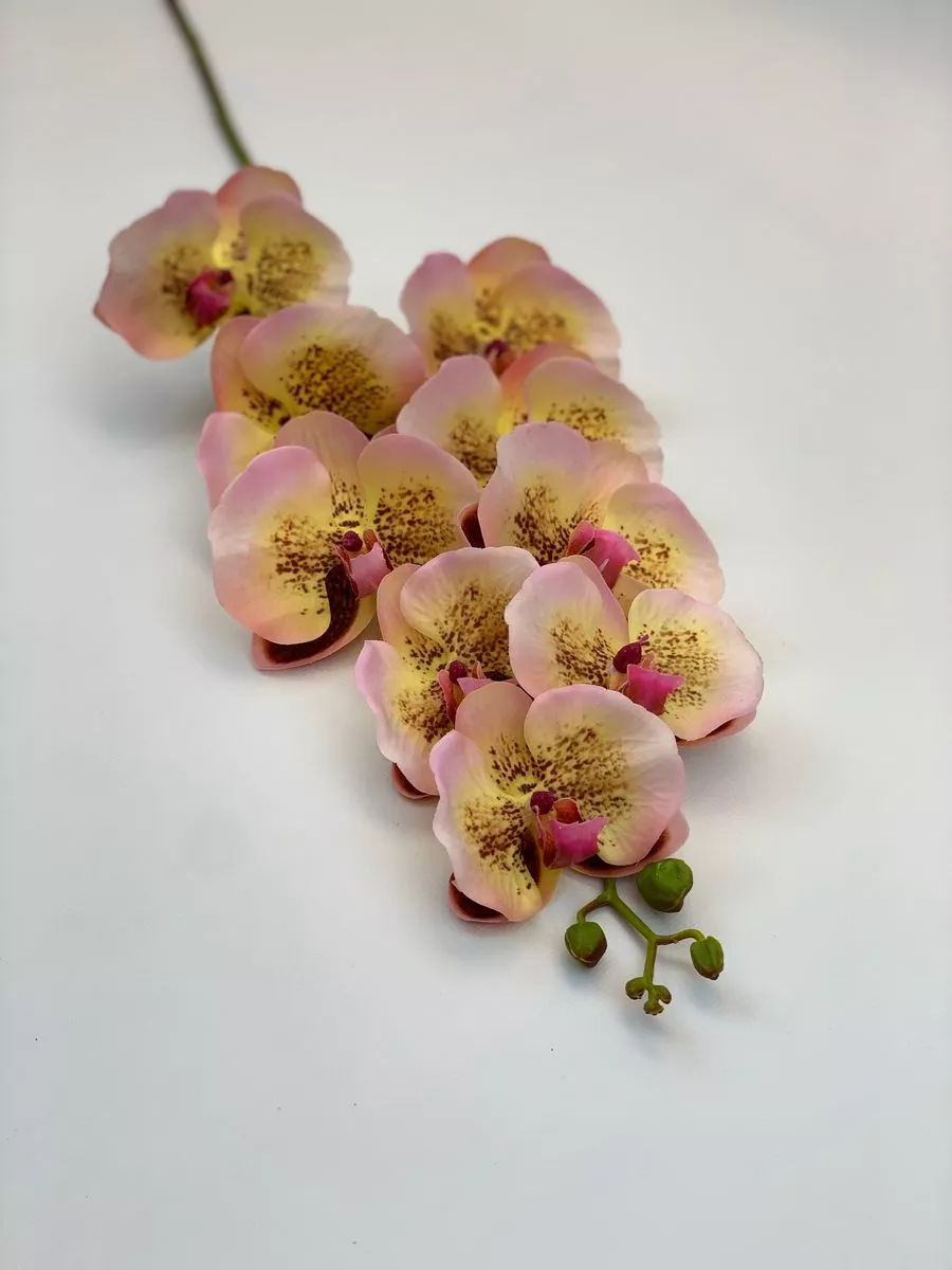 Орхидея CG0240  Интернет-магазин Feron Flower 