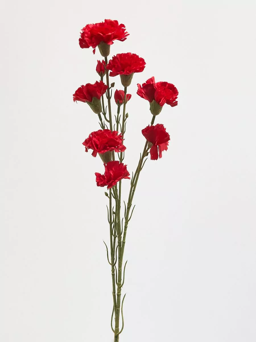 Гвоздика MA0248  Интернет-магазин Feron Flower 
