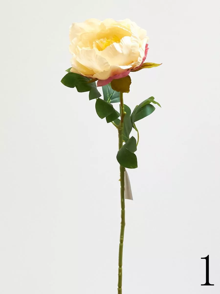 Пион 780088  Интернет-магазин Feron Flower 