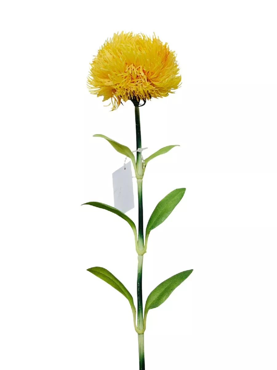Леукоспермум K03957  Интернет-магазин Feron Flower 