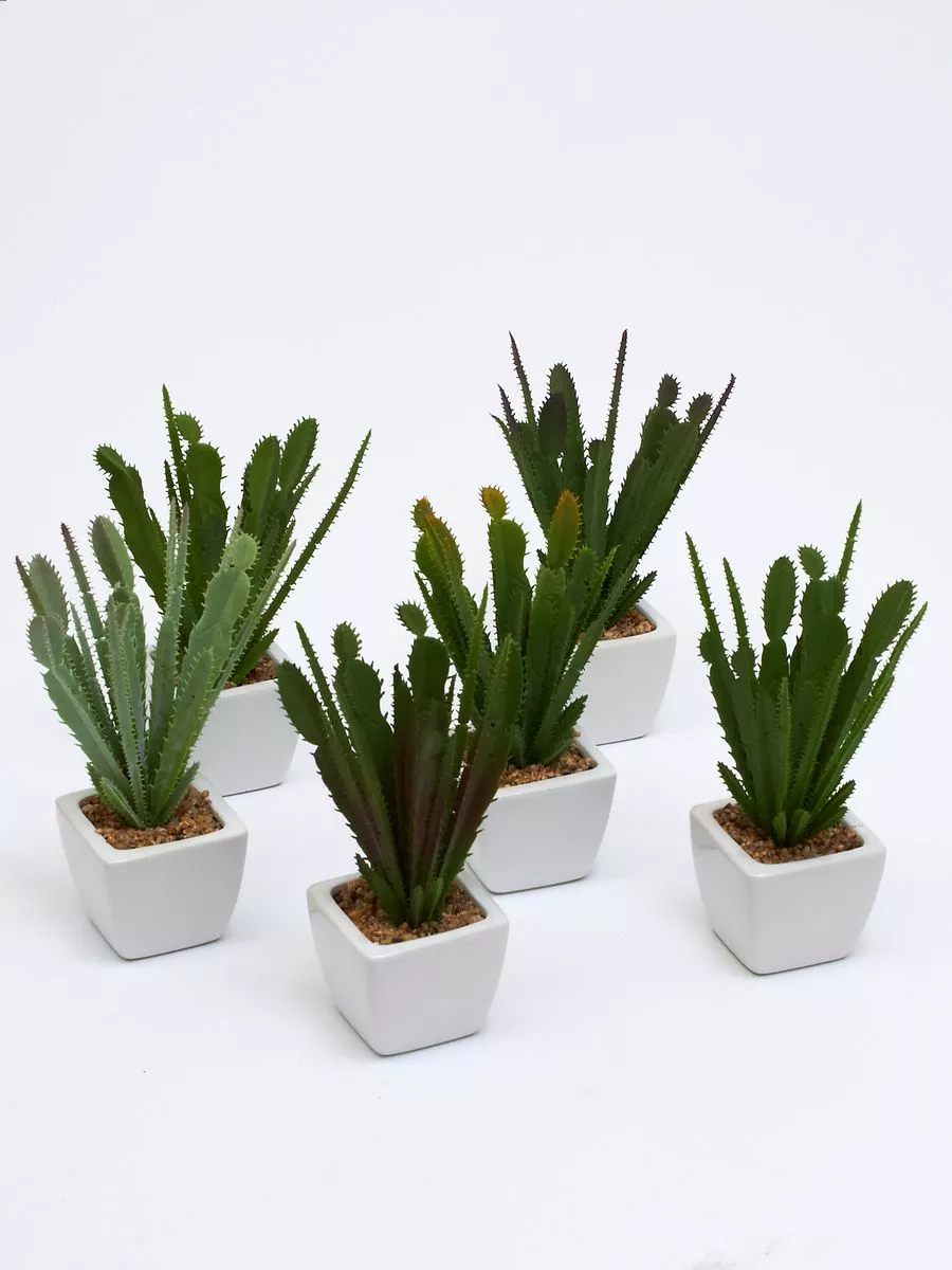 Суккулент ART17769  Интернет-магазин Feron Flower 