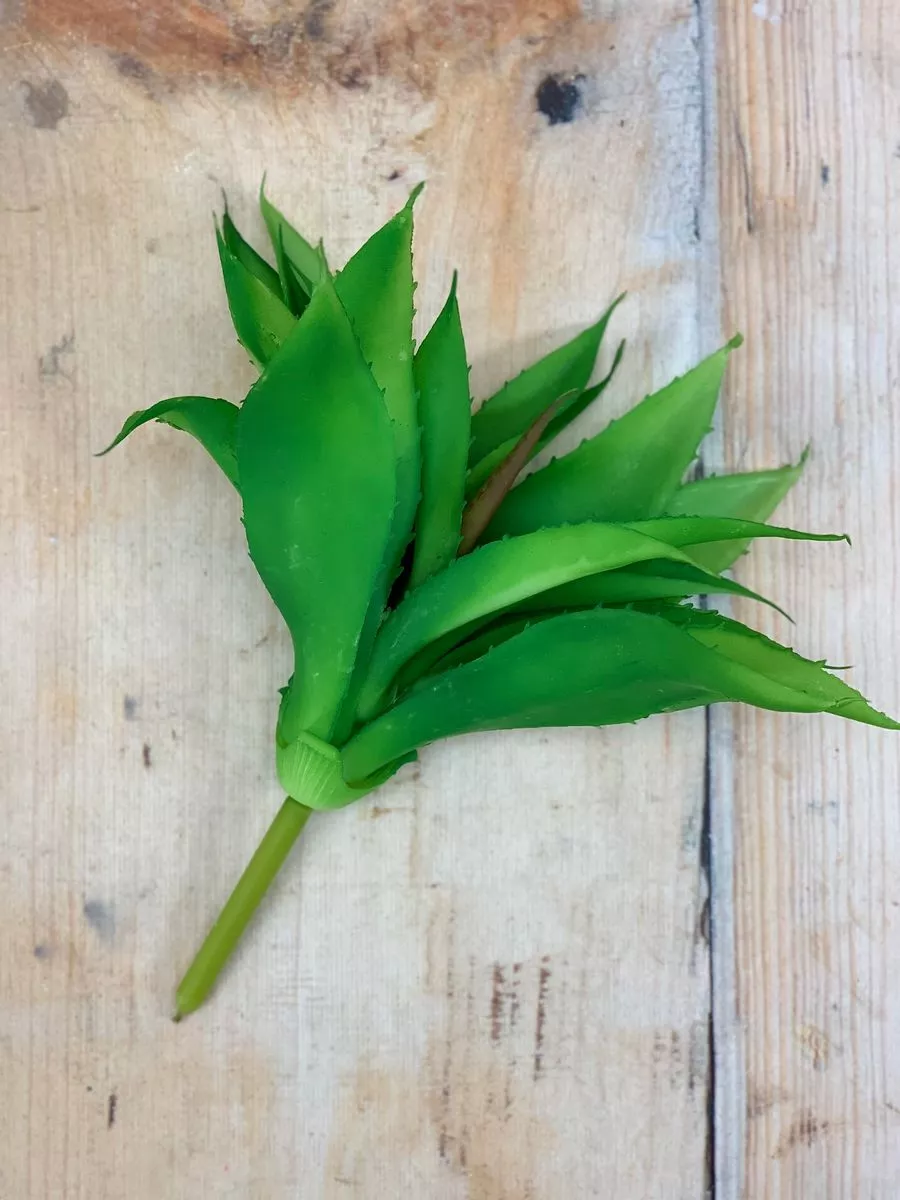 Суккулент 9KW7999  Интернет-магазин Feron Flower 