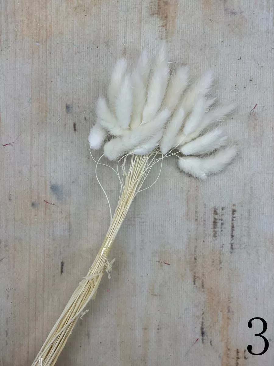 Лагурус 30 веток MIX  Интернет-магазин Feron Flower 