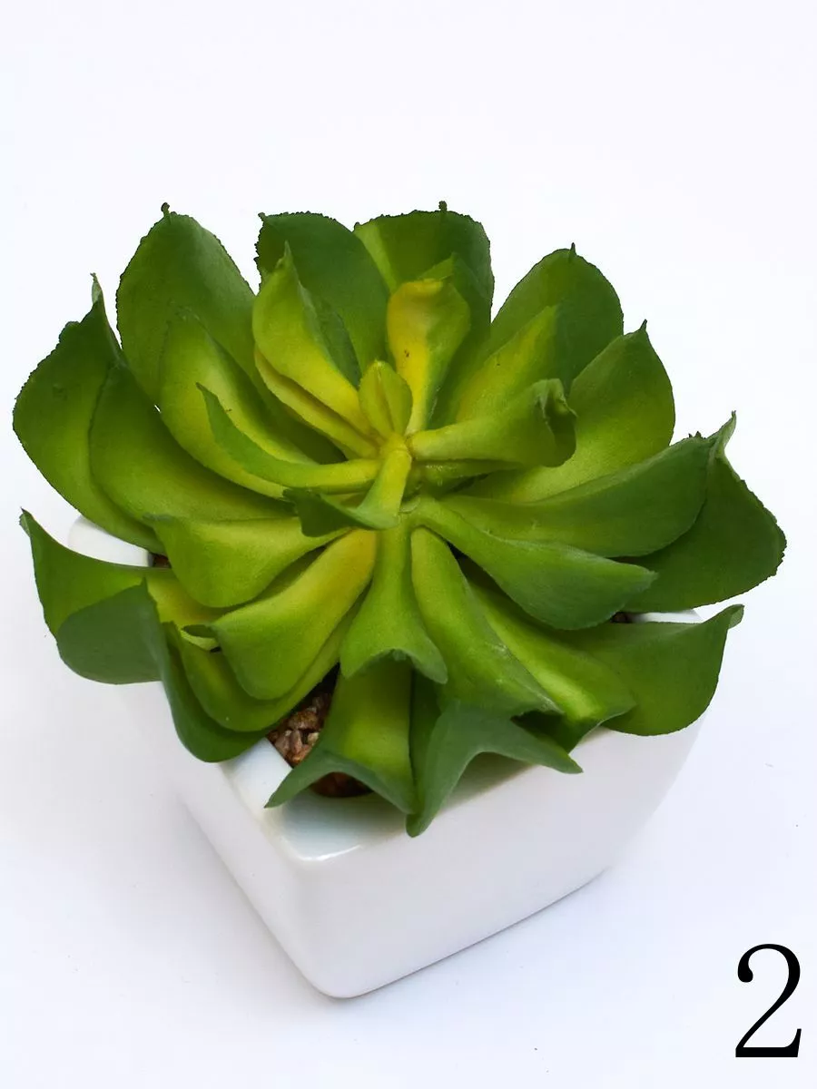 Суккулент ART17771  Интернет-магазин Feron Flower 