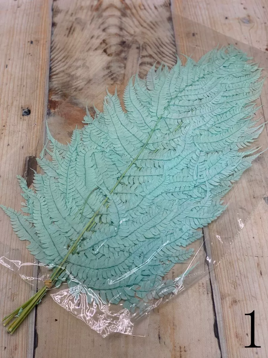 Папоротник сухоцвет 10шт   Интернет-магазин Feron Flower 