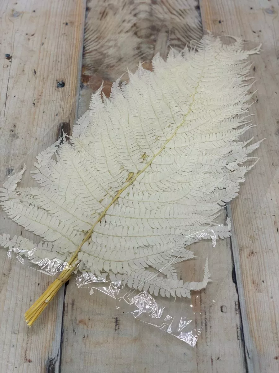 Папоротник сухоцвет 10шт   Интернет-магазин Feron Flower 