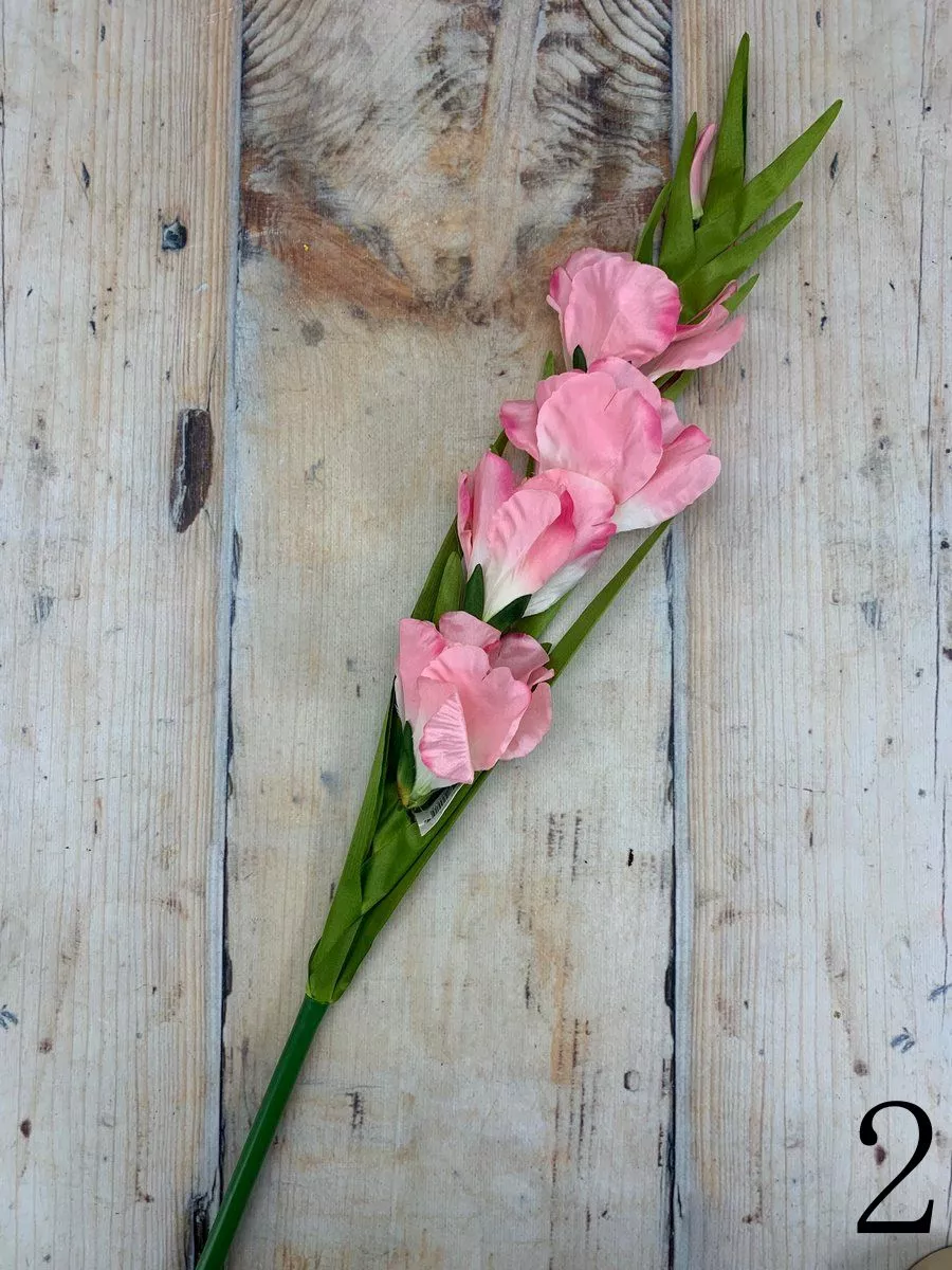 Гладиолус K339  Интернет-магазин Feron Flower 