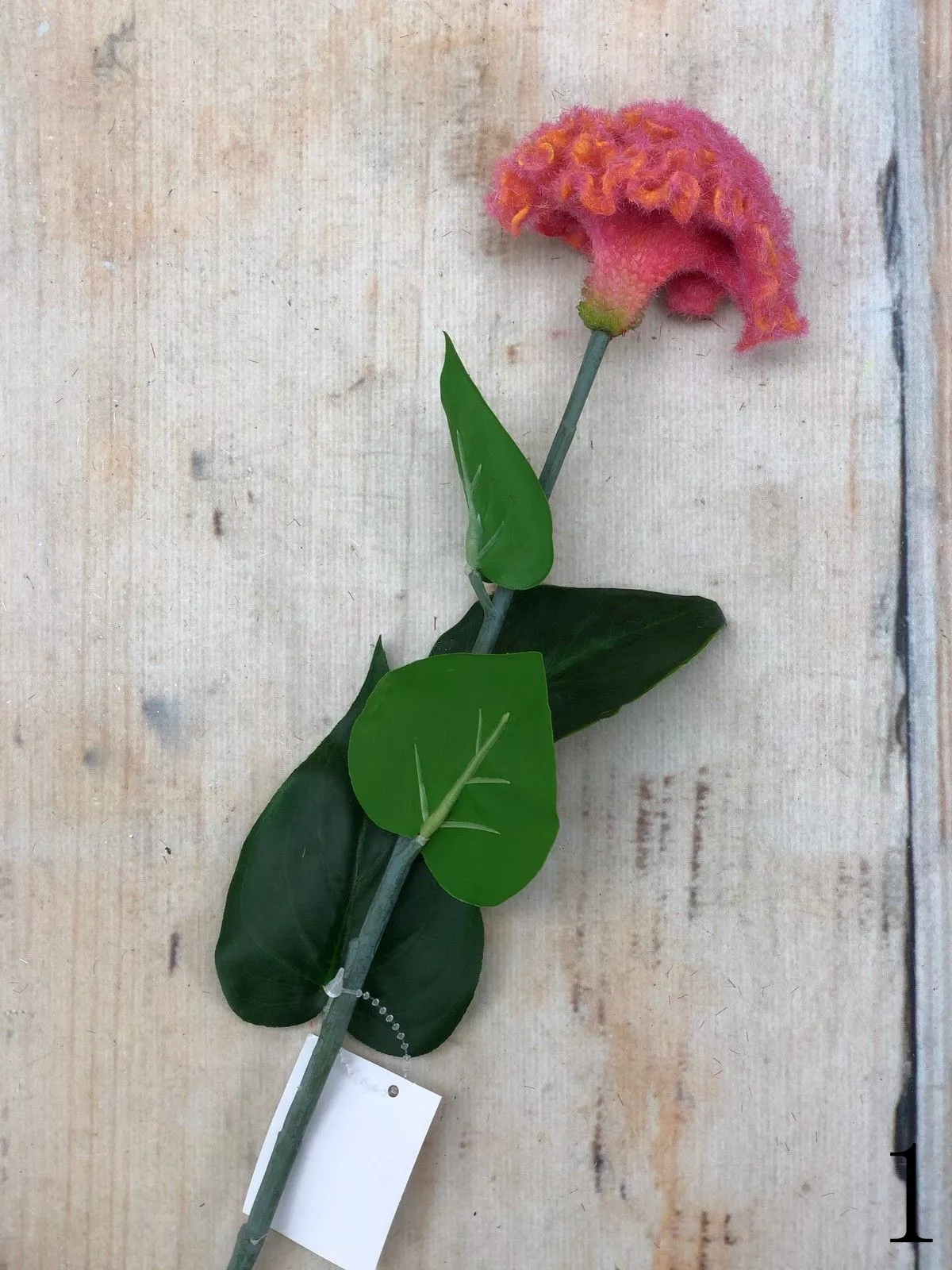 Целозия K03956  Интернет-магазин Feron Flower 