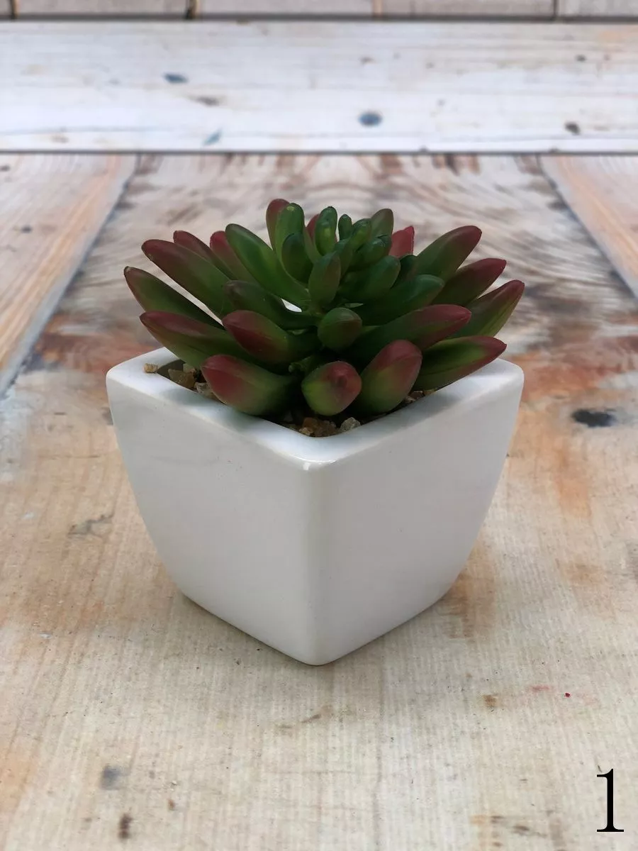 Суккулент 9KL6385A  Интернет-магазин Feron Flower 