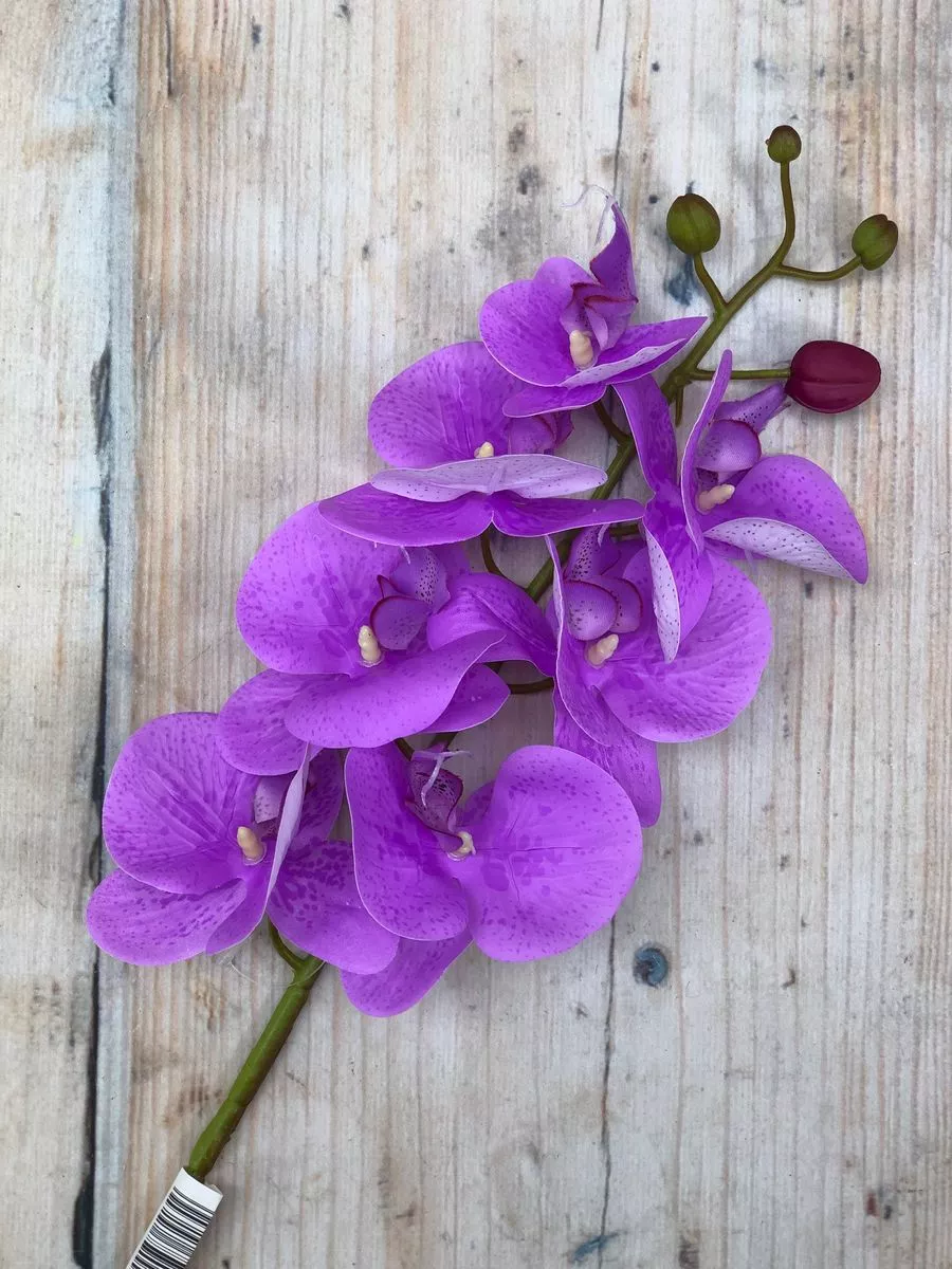 Орхидея GK196  Интернет-магазин Feron Flower 