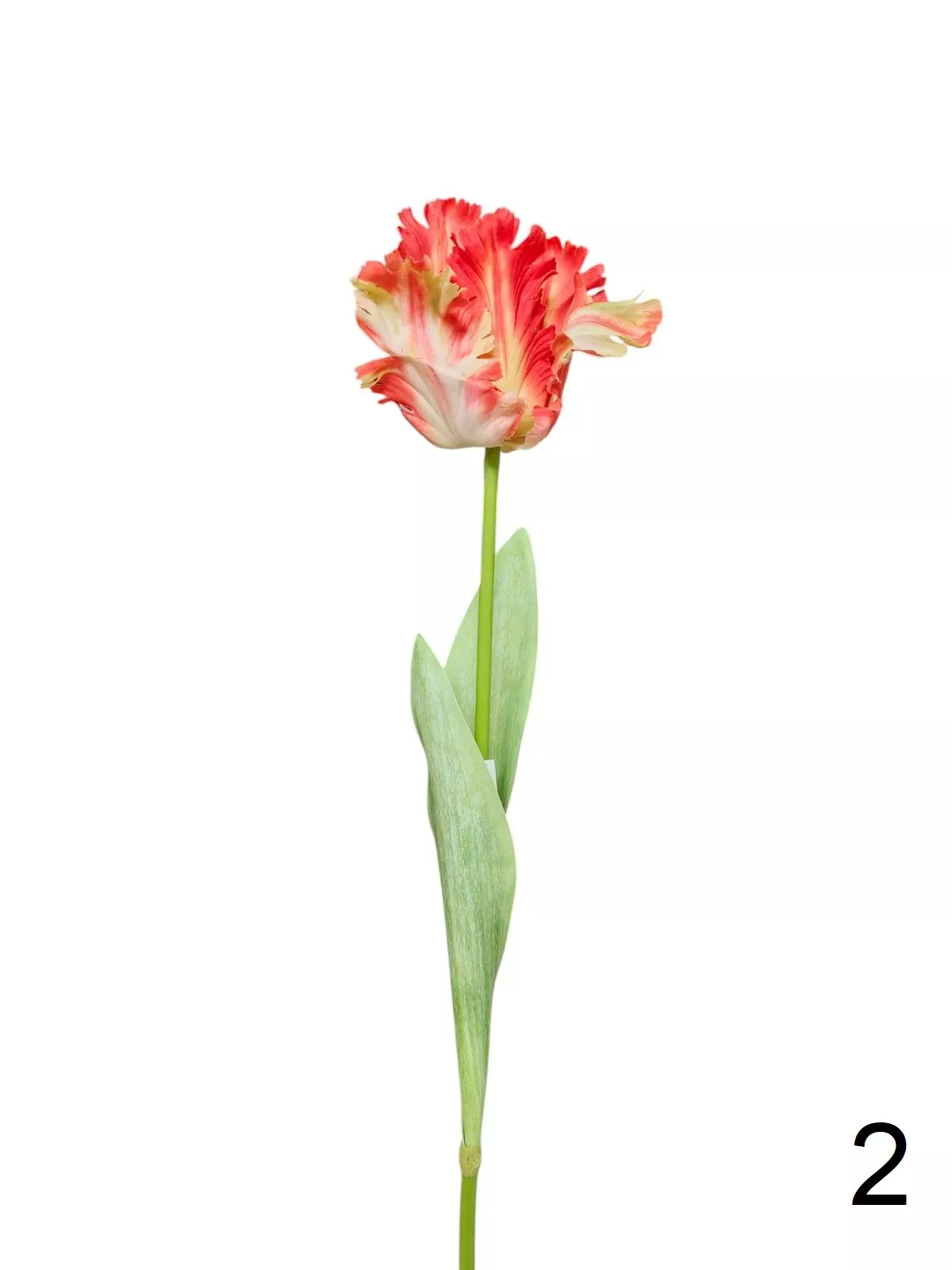 Тюльпан 9144-1324  Интернет-магазин Feron Flower 
