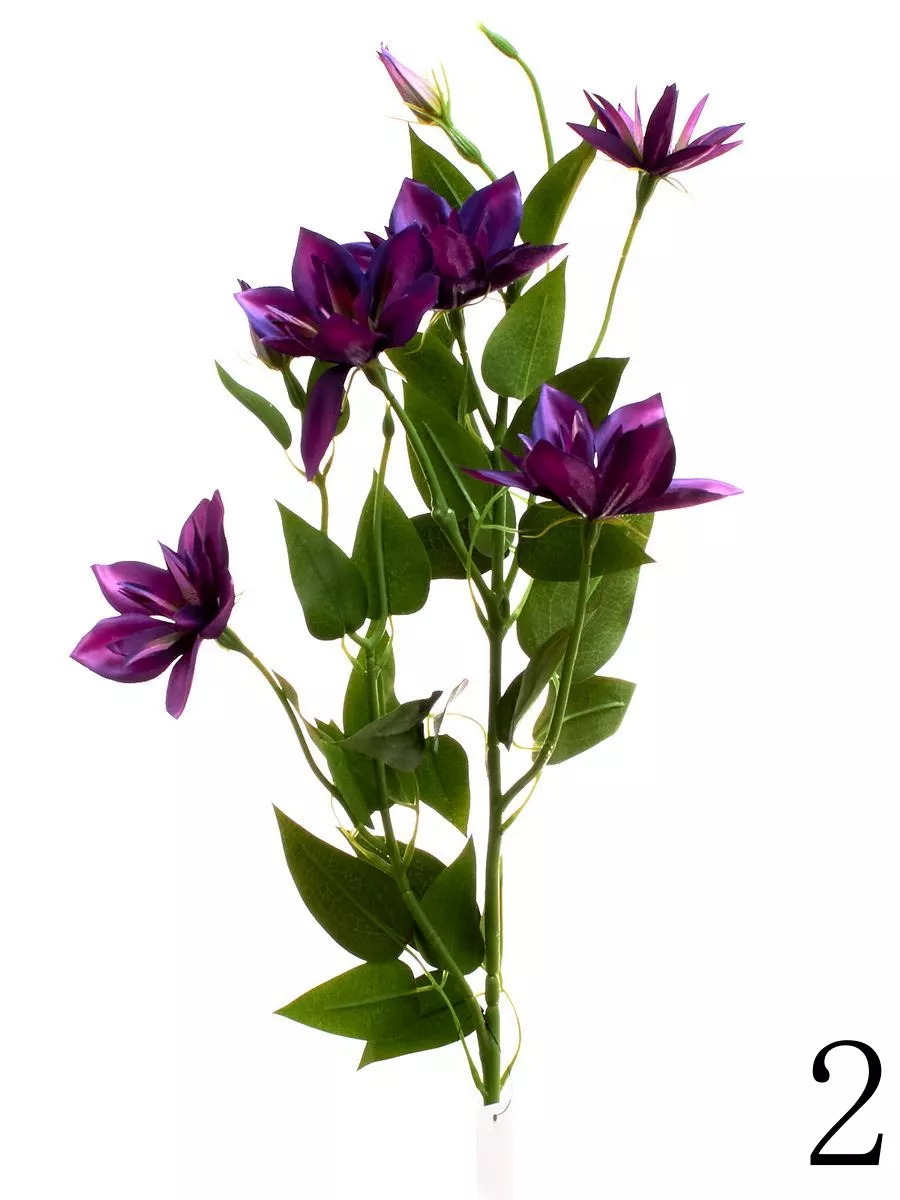 Клематис SUN508  Интернет-магазин Feron Flower 