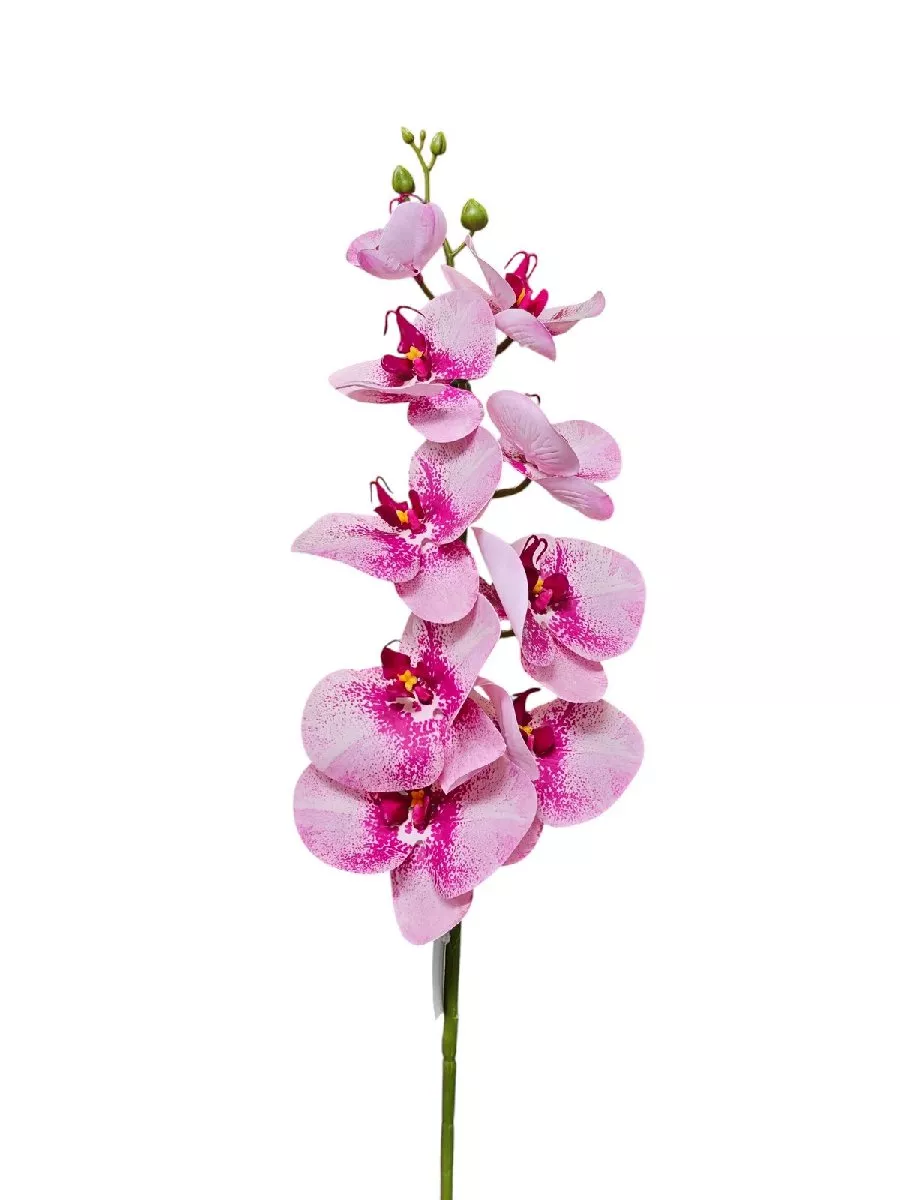Орхидея K03971  Интернет-магазин Feron Flower 